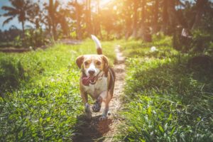 dog running along path