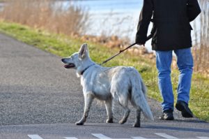 dogs being walked