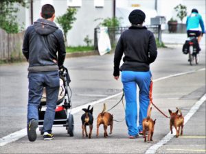 dogs walking on pavement with family