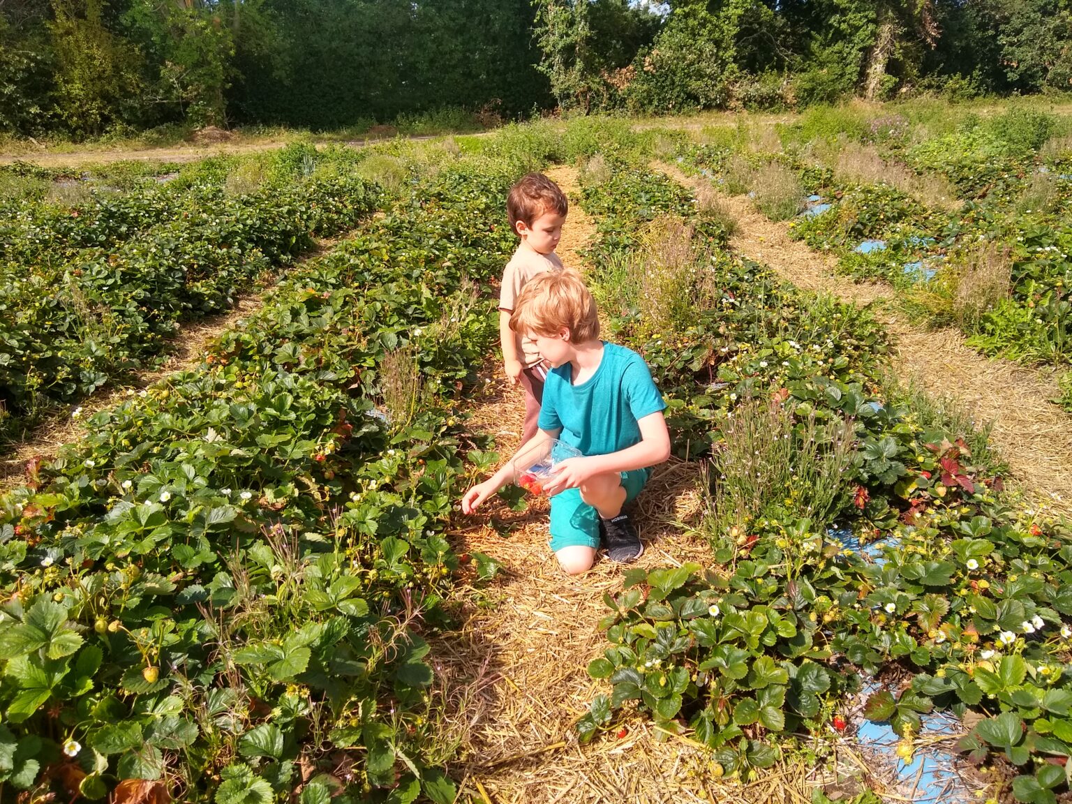 Pick Your Own at Grays Farm, Wokingham loopyloulaura